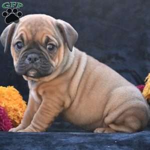 Darla, Miniature Bulldog Puppy